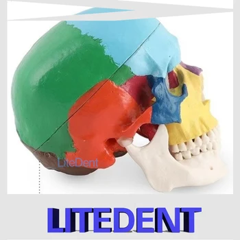 4D Цветная анатомическая модель черепа в разобранном виде, Съемный медицинский учебный инструмент
