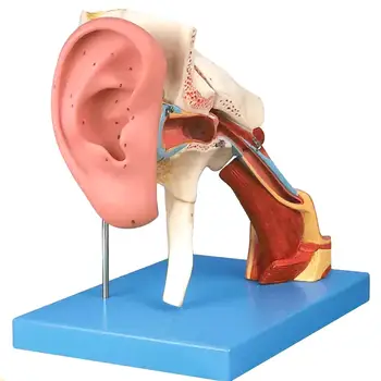 Структура слухового прохода человека из 8 частей, модель ушной раковины медицинской школы